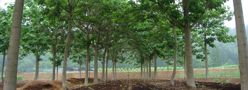 Paulownia plantation,JAPAN